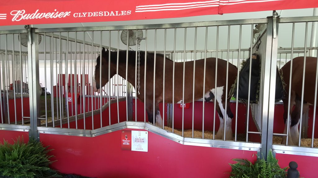 Budweiser Clydesdales Stable 1