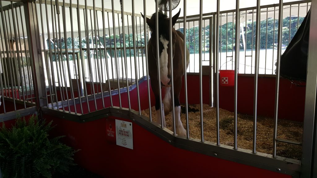 Budweiser Clydesdales Stable 2